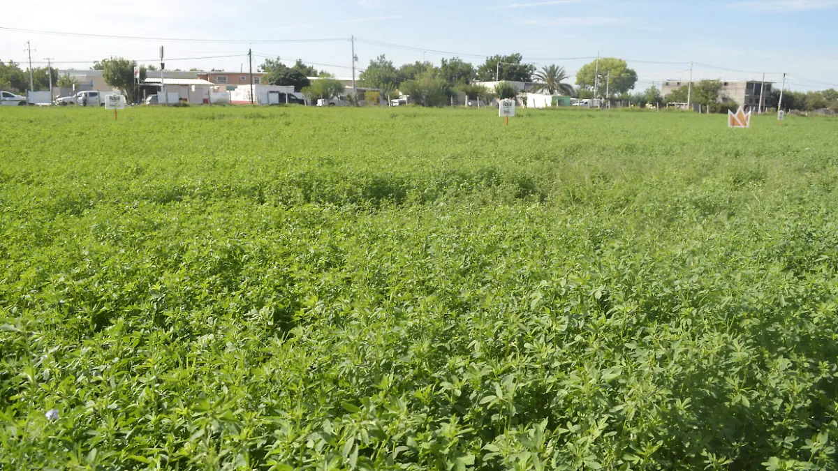 Campo de alfalfa